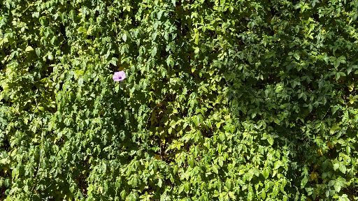 view the Still Background Ivy and Single Purple Flower