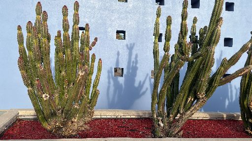 view the Still Background Cactus Planter on a Wall