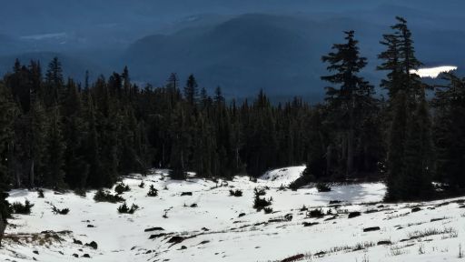 view the Still Background Snowy Pine Tree Line