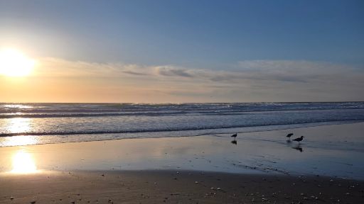 view the Still Background Beach and Birds Sunset